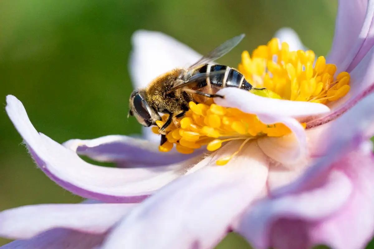 Close-up of a honeybee on a flower, a common cause of bee stings in pets in Surrey