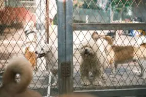 Happy dogs standing behind a fence at a boarding kennel, where kennel cough can spread among Surrey dogs