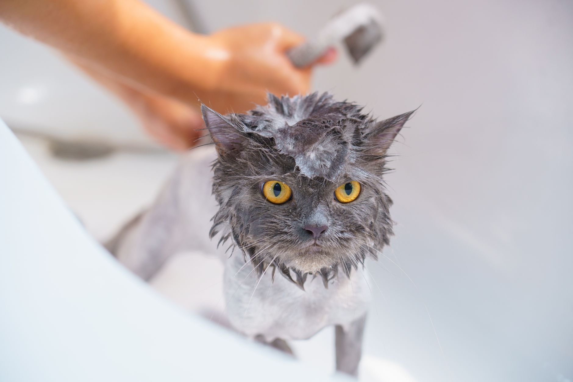 A wet Persian cat with yellow eyes being bathed, looking adorable yet grumpy.