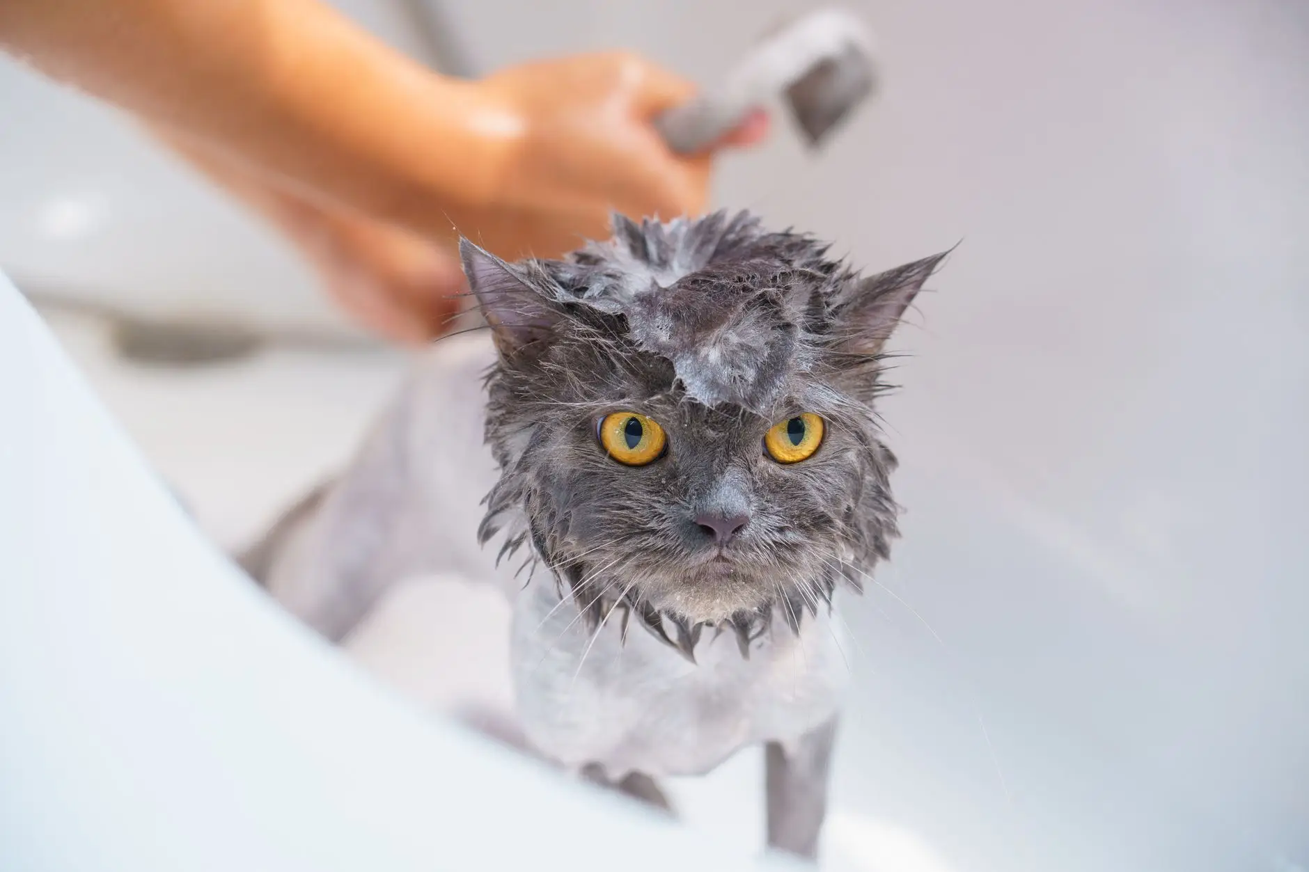 A wet Persian cat with yellow eyes being bathed, looking adorable yet grumpy.