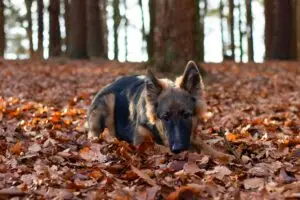 A German Shepherd dog lying on fallen autumn leaves in a tranquil forest.