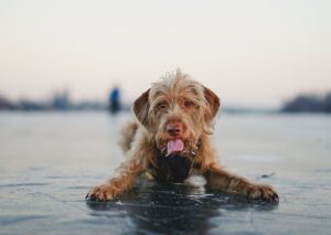 A brown dog lying on a frozen lake in winter, showing its tongue.