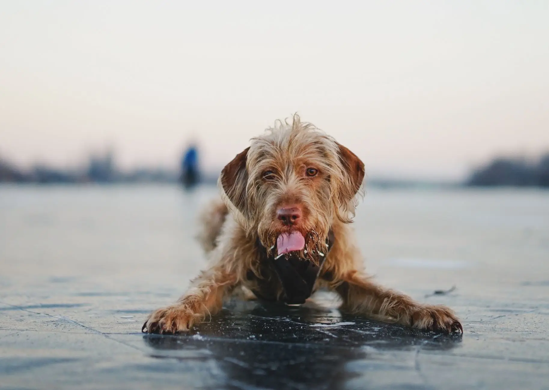 A brown dog lying on a frozen lake in winter, showing its tongue.